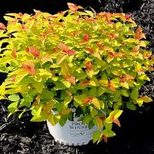 Double Play Candy Corn Spirea
