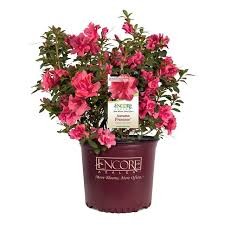 Autumn Princess Encore Azalea, 3 gallon
