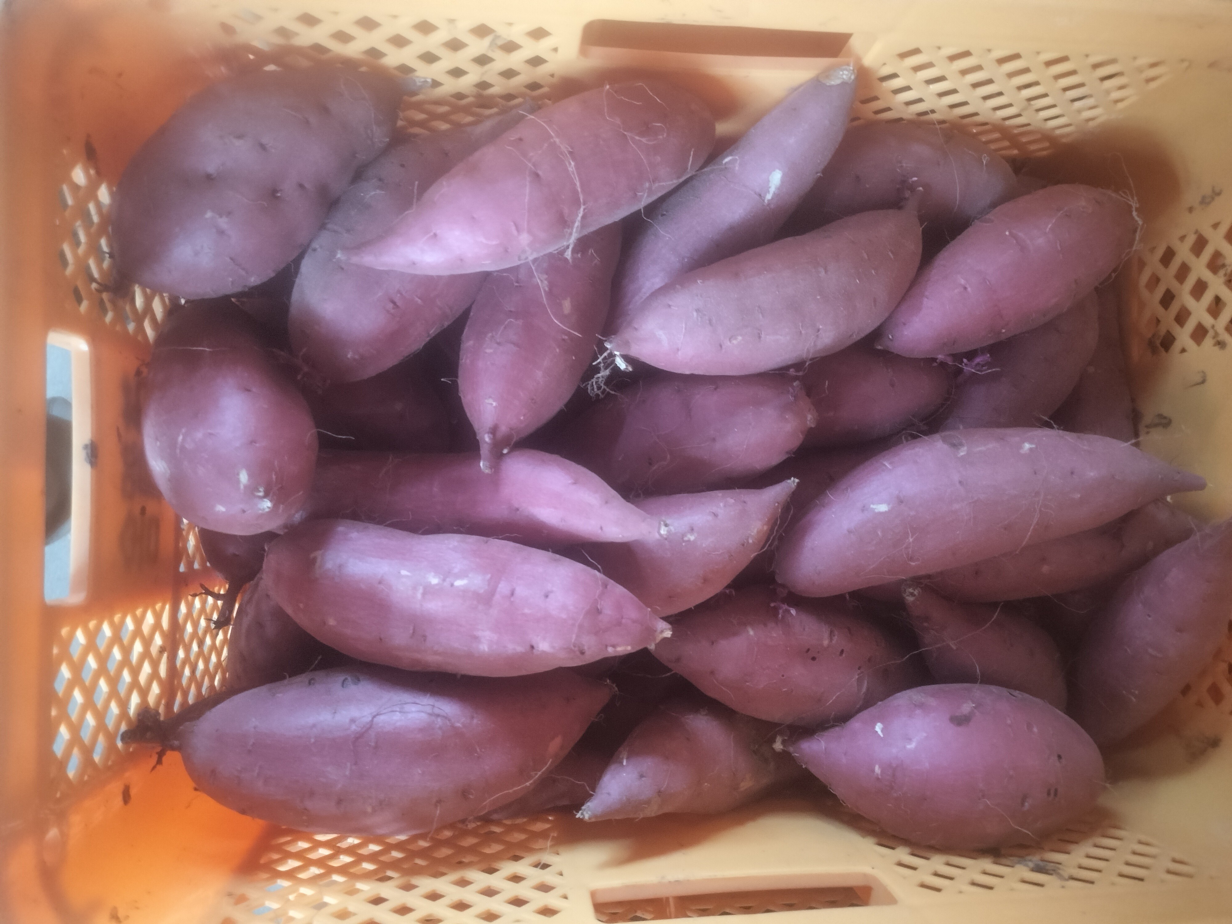 茨城県産さつま芋シルクスイート (4㎏＋α）送料込み