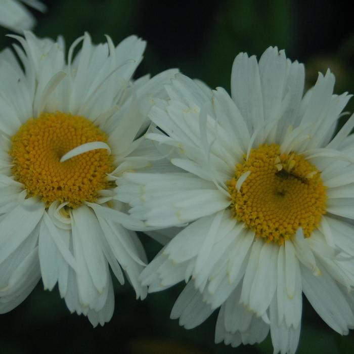 Shasta Daisy Sweet Daisy Sofie 1 Gal