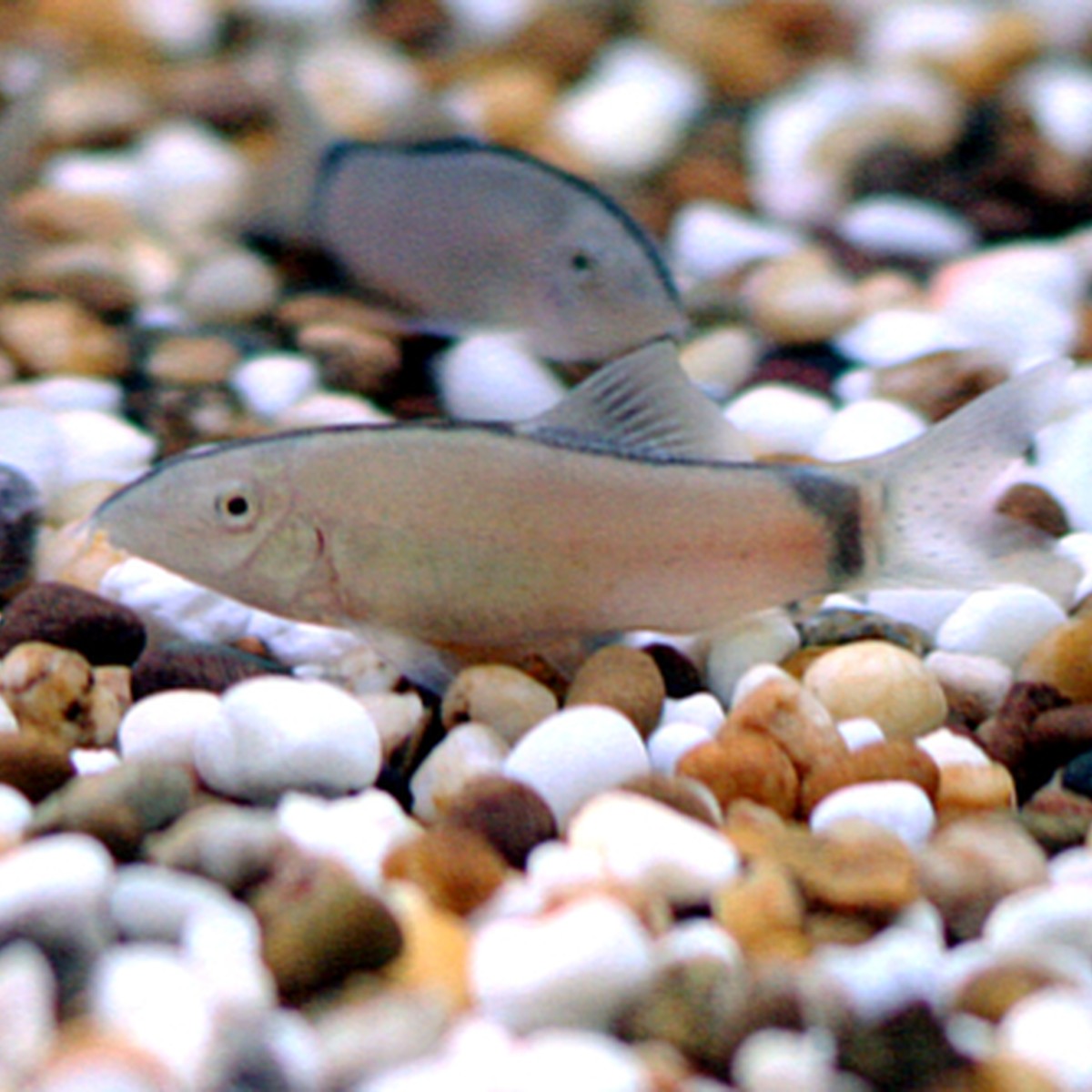 Skunk loach