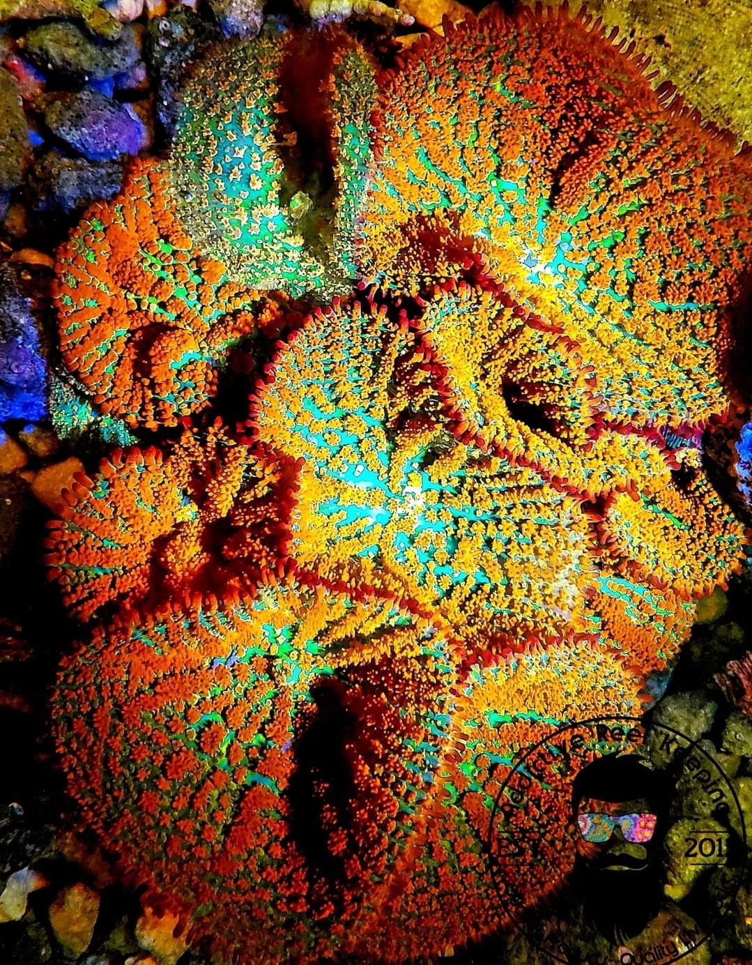 Forest Fire Mushroom- ALMOST WYSIWYG