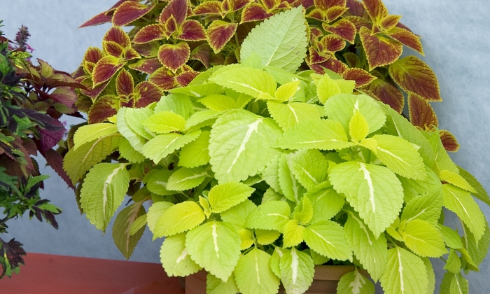 Coleus Colorblaze Velveteen Quart PW