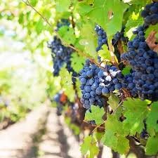 Fredonia Grape Vine, 2 gallon
