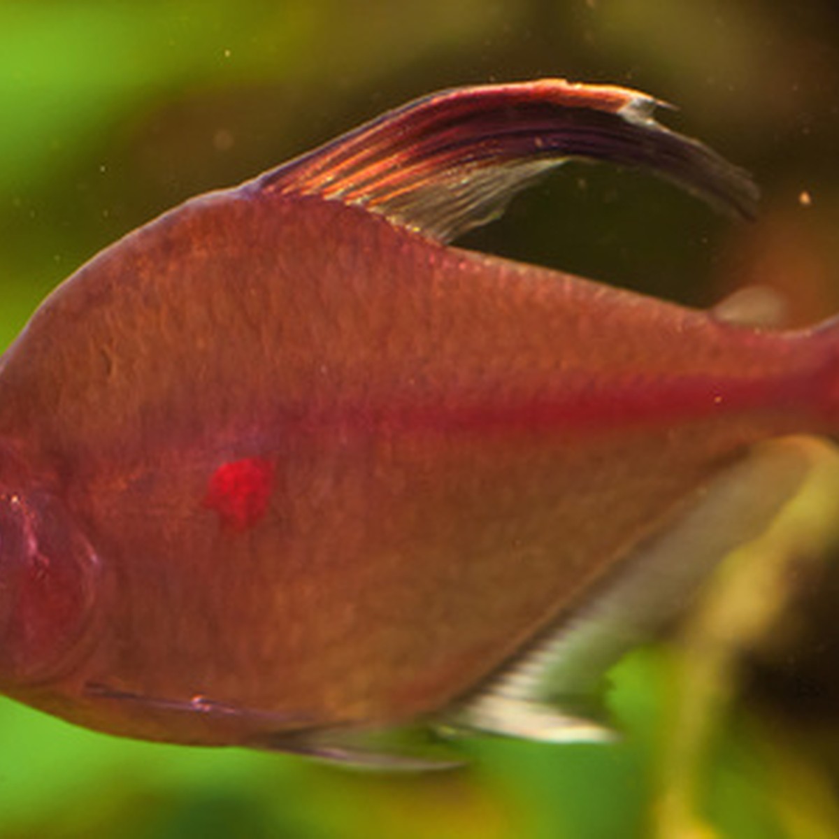 Bleeding Heart Tetra