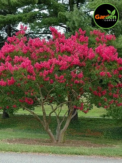 Crape Myrtle 'Dallas Red' at Garden Center of Las Cruces