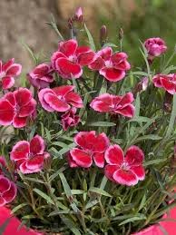 Everlast Red + Pink Dianthus, 4.5"