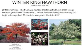 Winter King Hawthorn (Crataegus), 20 gallon