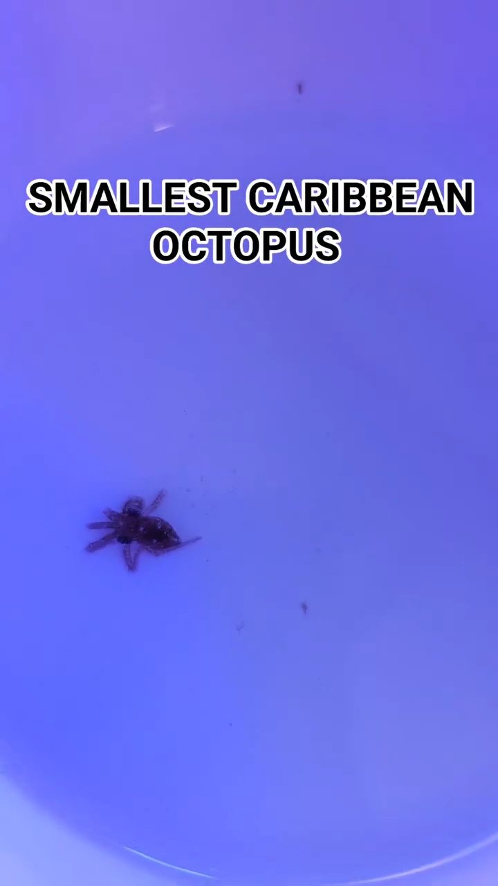 PENNY SIZE Caribbean Reef Octopus WYSIWYG