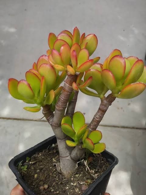 Crassula 'Crosby' Jade Plant, 8"