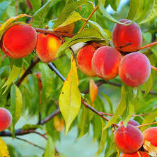 Redhaven Peach (Prunus), 5 gallon