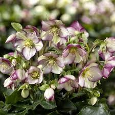 Ice Breaker Bonny Hellebore, 1 gallon