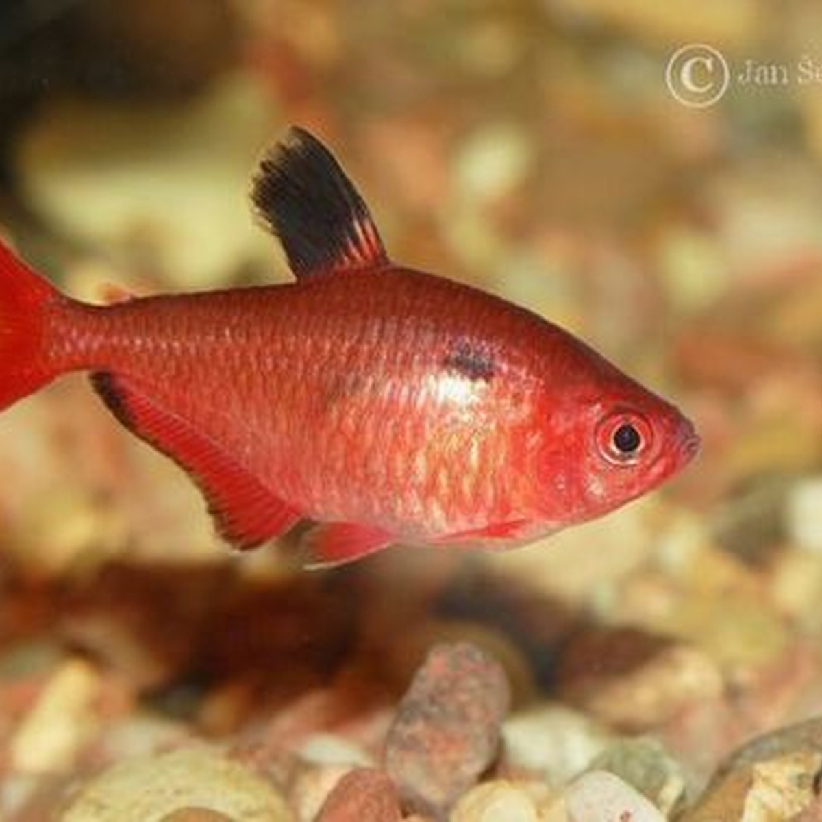 Serpae Tetra