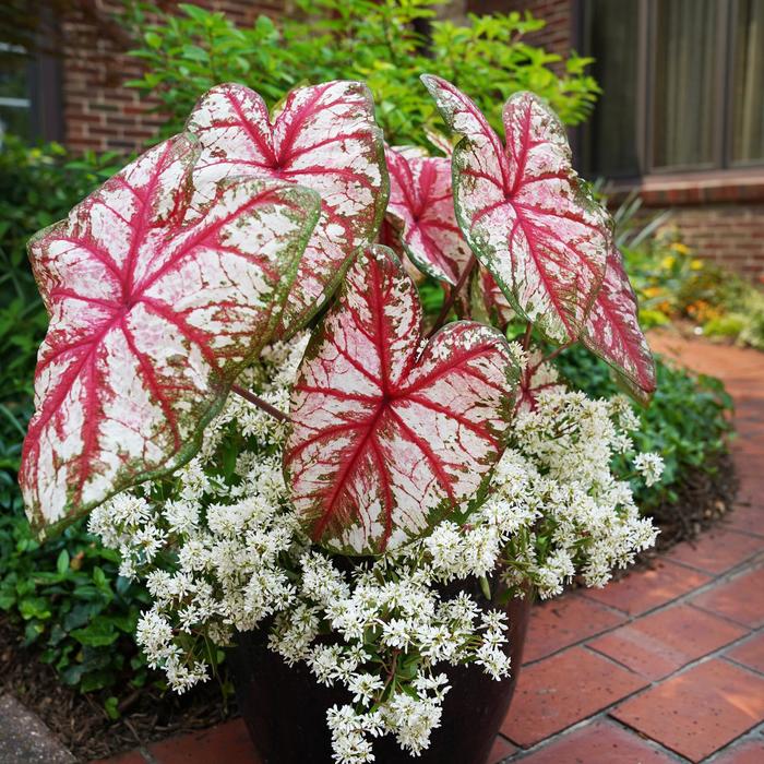 Caladium Fancy Burning Heart PW 6.5"