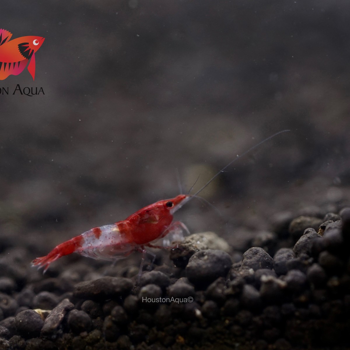 Red Rili Shrimp