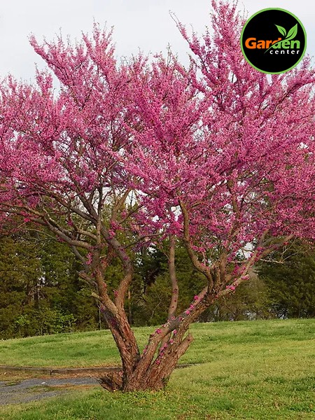 Texas Redbud at Garden Center of Las Cruces