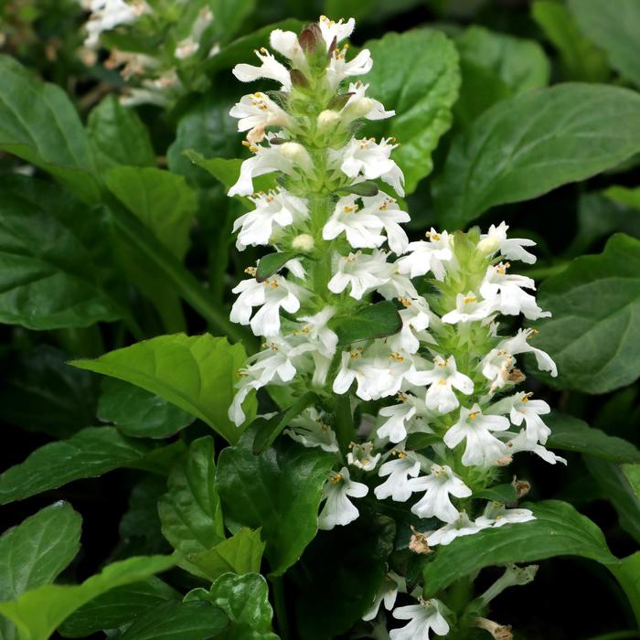 Ajuga Black Scallop 6"
