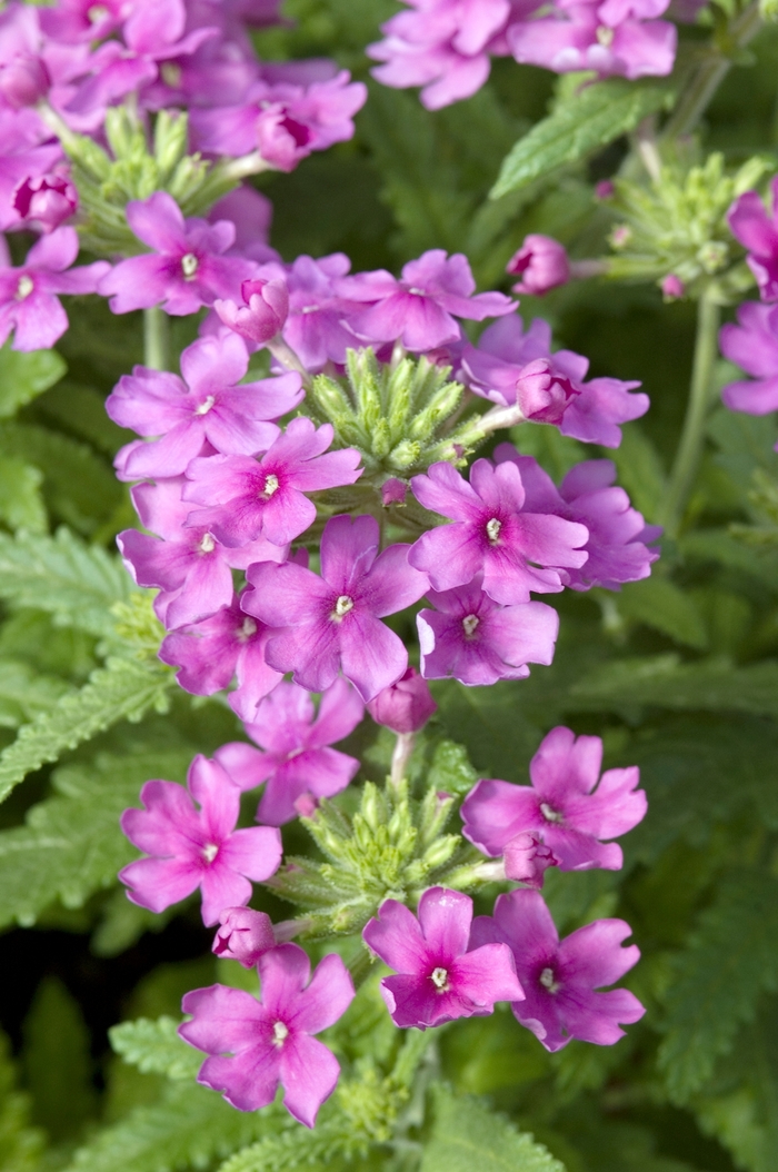 Verbena Combo Mix 10"