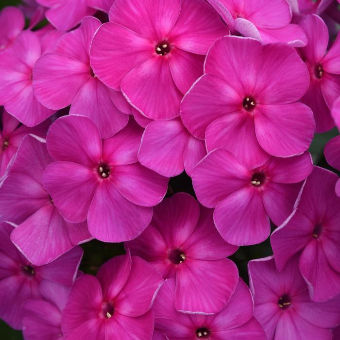 Phlox Super Ka-Pow Coral 1 Gal