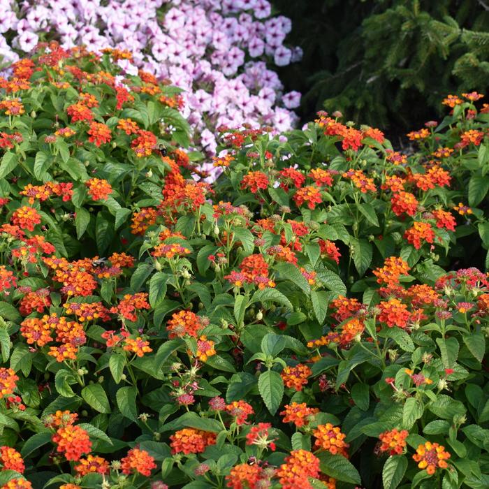 Lantana Pink Opal Quart