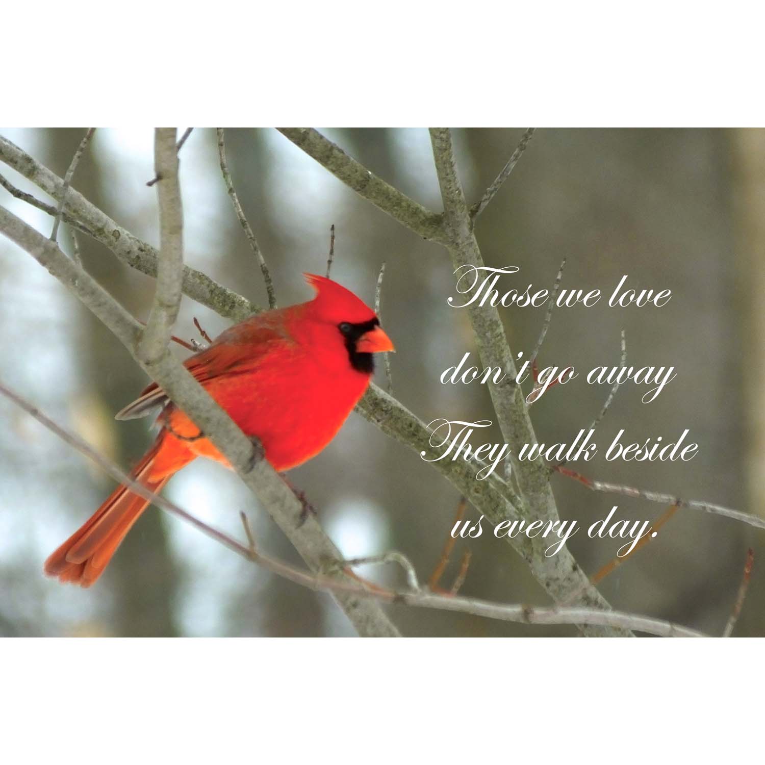 Those We Love (cardinal)