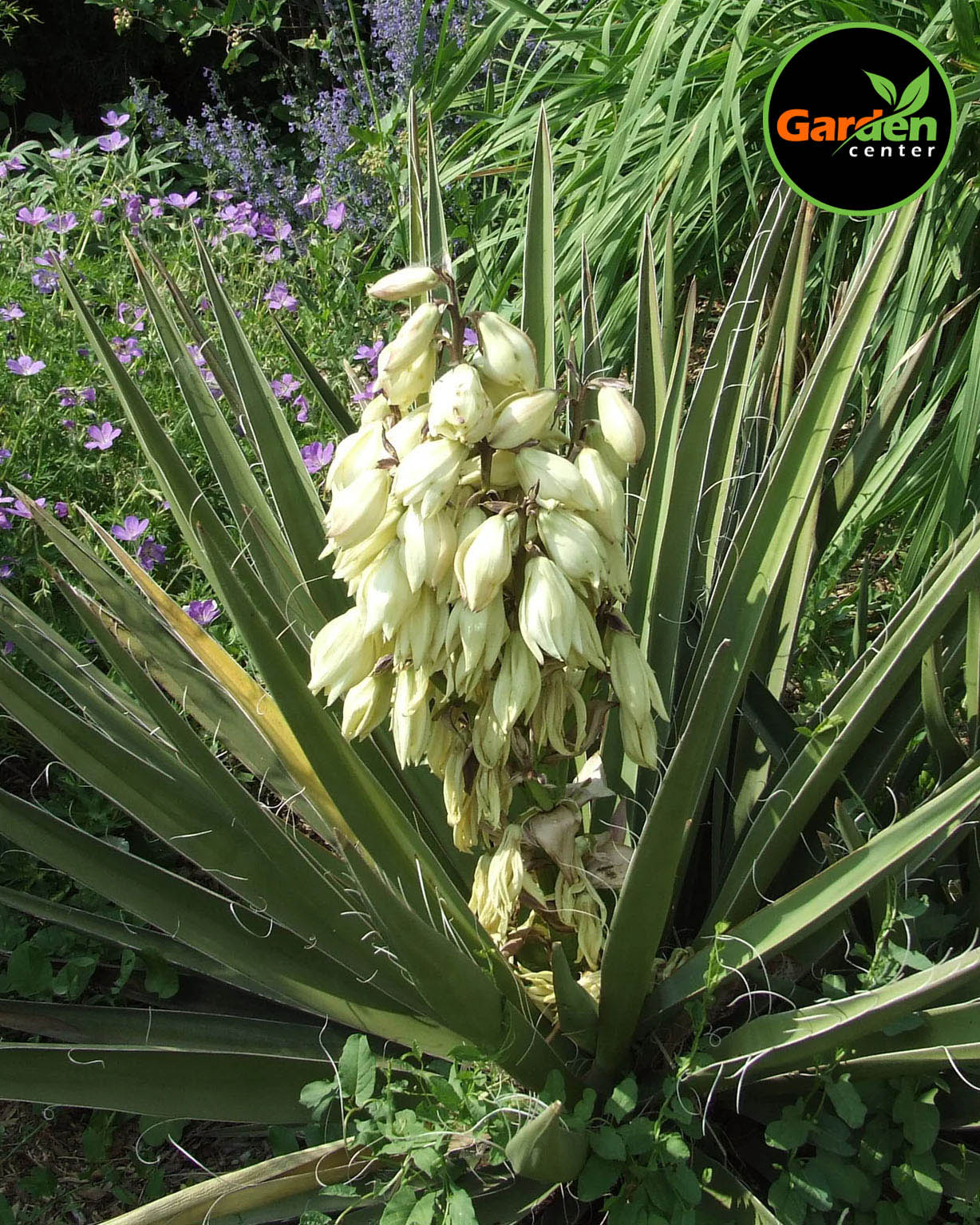Banana Yucca at Garden Center of Las Cruces