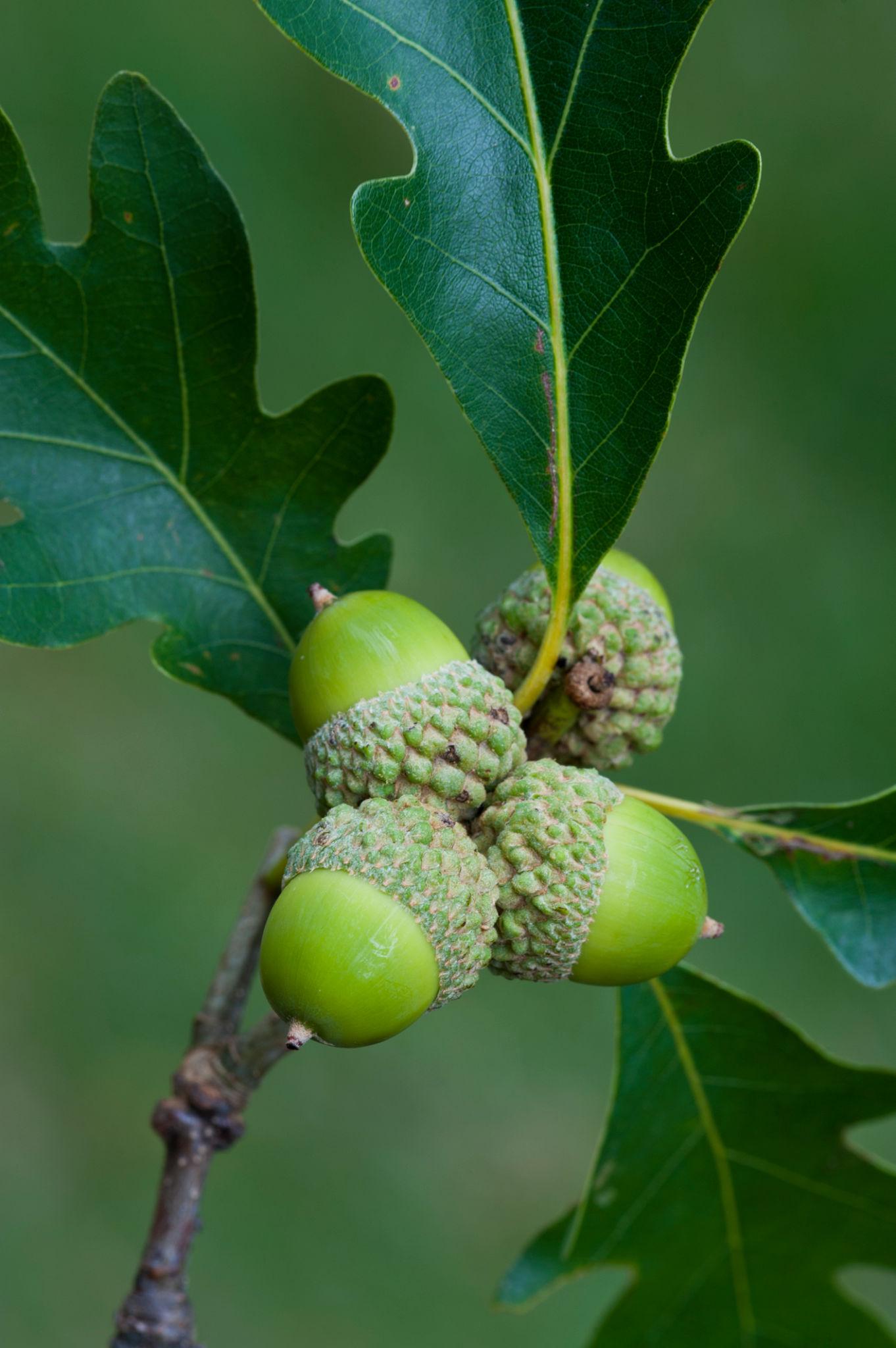 Quercus alba (White Oak)