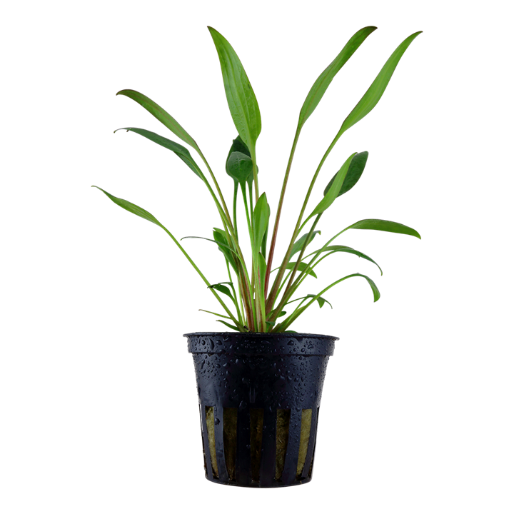 Cryptocoryne Mioya Pot