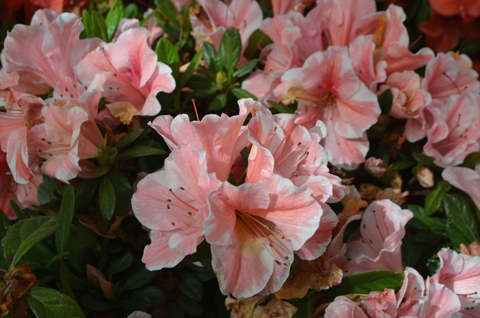 Azalea Encore Autumn Sundance 3 Gal