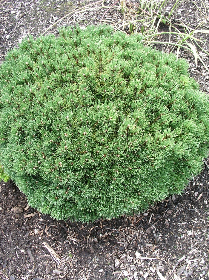 Muga Pine Mops 3 Gal