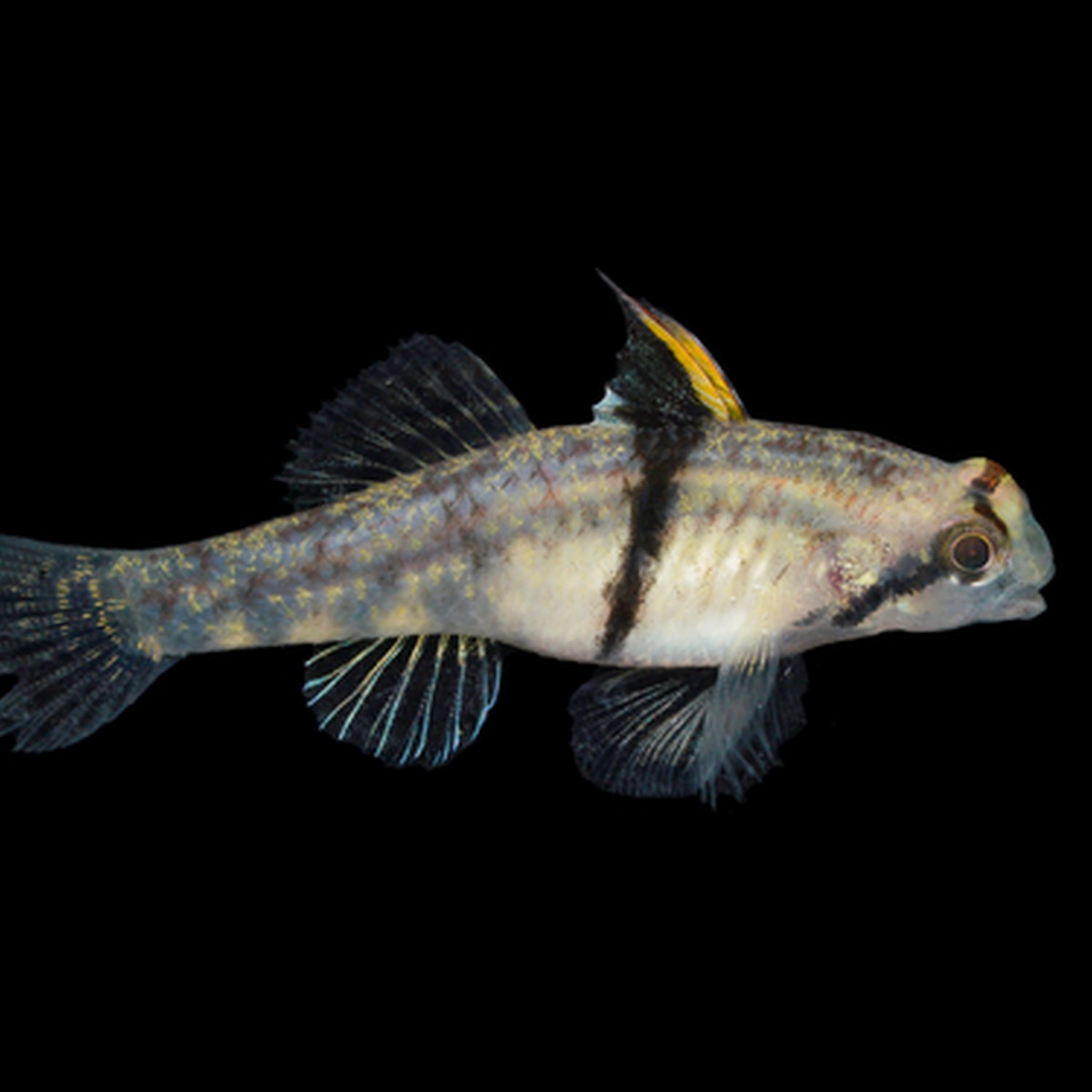 Rhino Goby