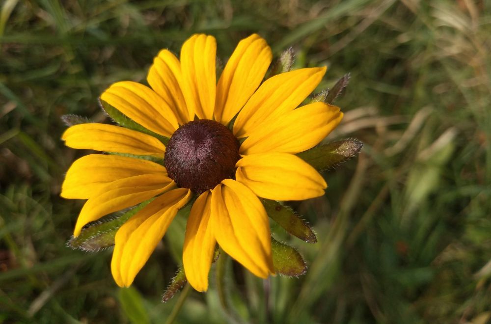 Black-eyed Susan