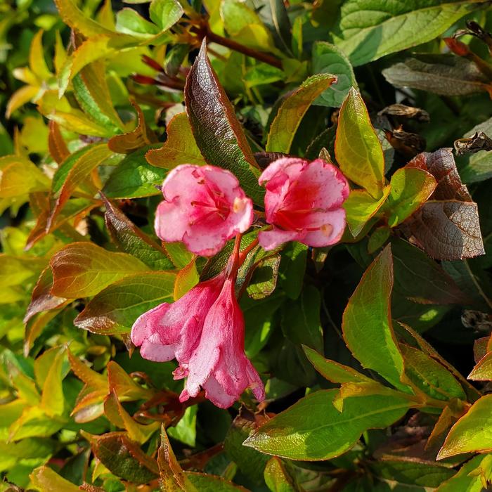 Weigela Stunner 2 Gal