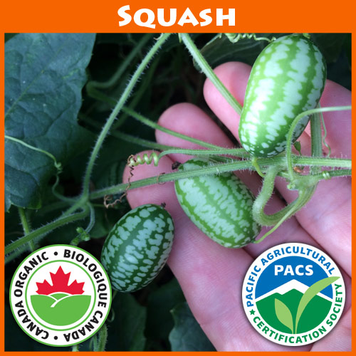 Cucamelon