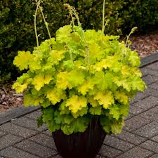 Lemon Love Coral Bells (Heuchera), 1 gallon