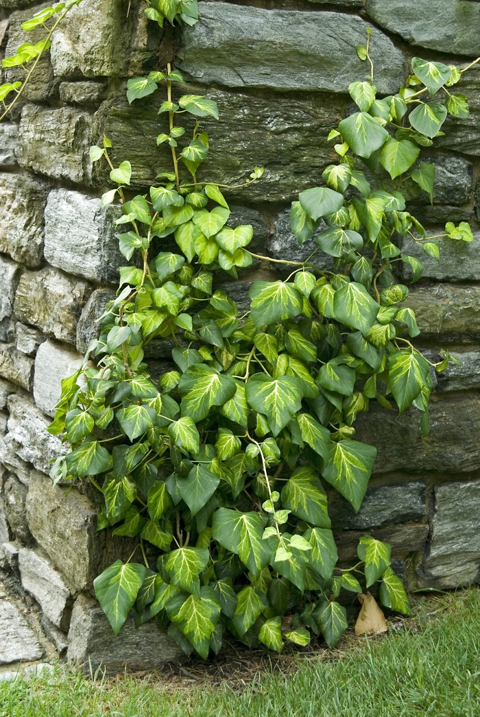 English Ivy 4"