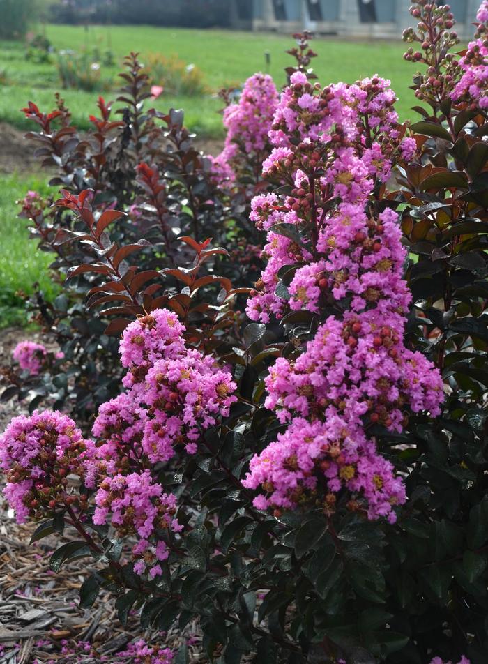 Crape Myrtle Bellini Raspberry 5 Gal