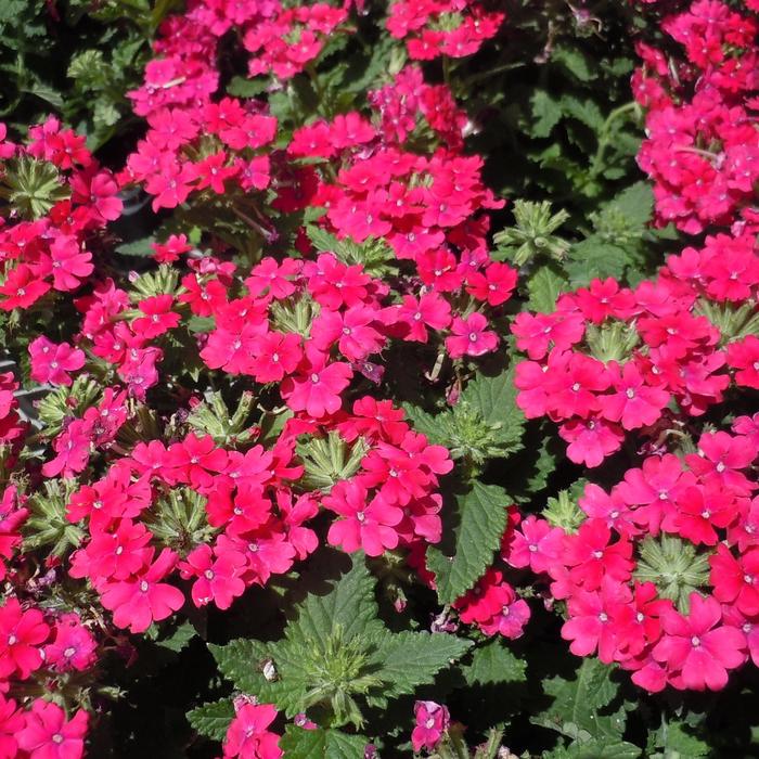 Verbena Vanessa Compact Red Hot Quart