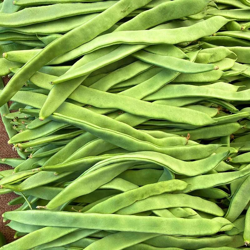2x Runner Bean 'Moonlight' Plug Plants – Self-Setting, Stringless, Reliable Crop