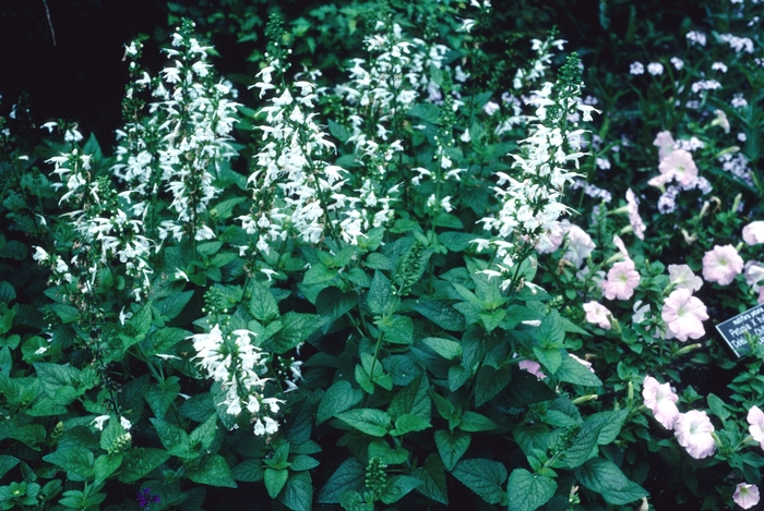 Salvia Summer Jewel Lavender Quart