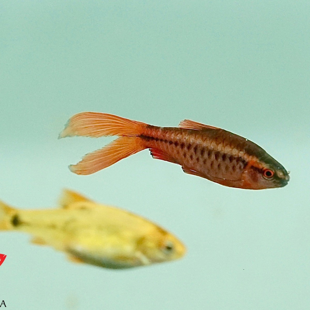 Cherry Barb