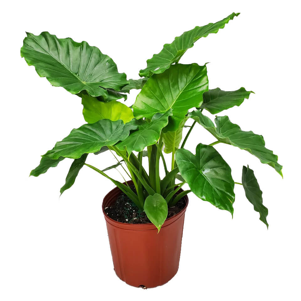 Alocasia 'California' (Elephant Ear)