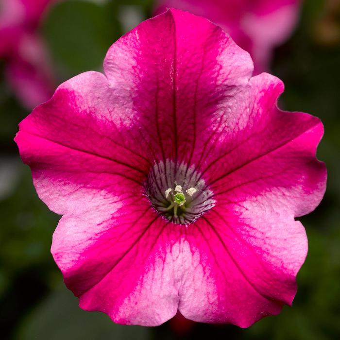 Petunia Sanguna Red 1 Gal