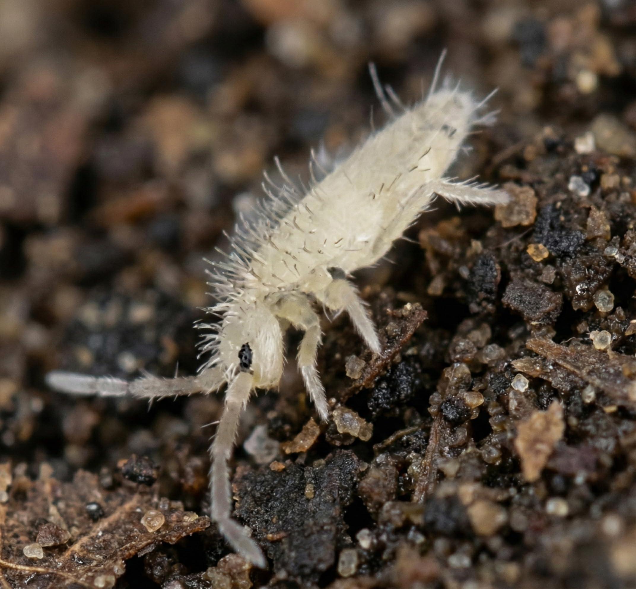 Live White Tropical Springtails - Live Food - Bioactive Terrariums - Clean Up Crew/Custodians - 50ml pot approx 30+
