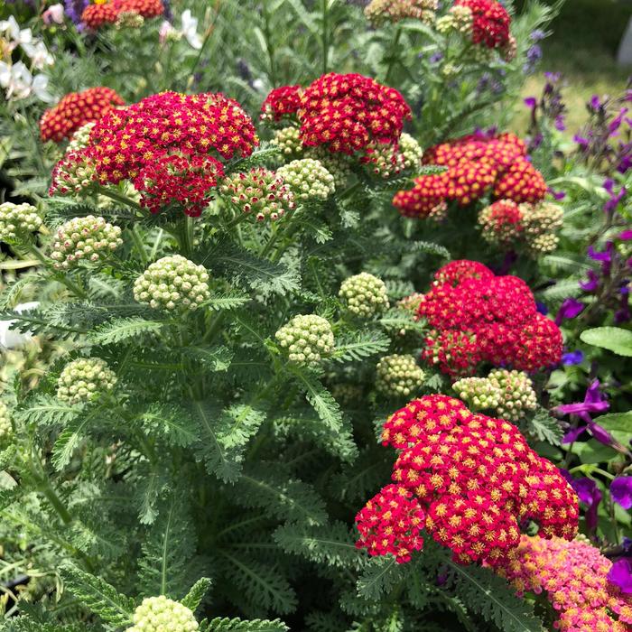 Yarrow Pink 1 Gal