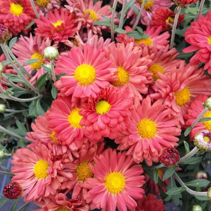 Osteospermum Daisy Falls Mix 12" HB