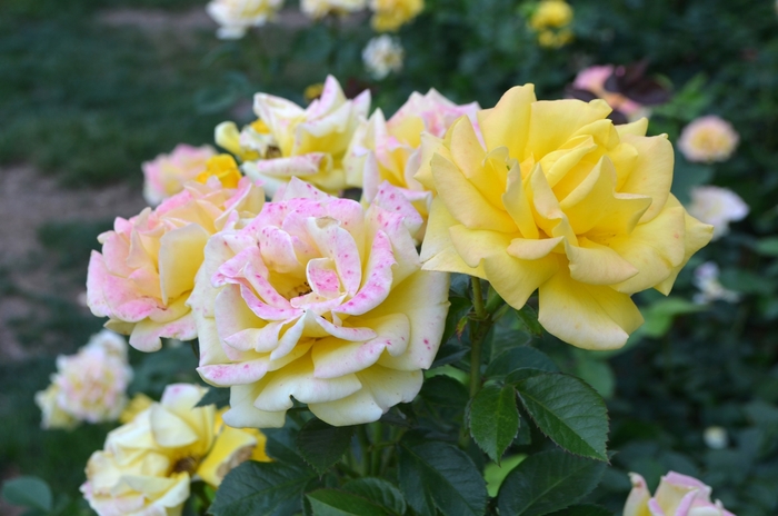 Showbiz Tree Rose 3 Gal
