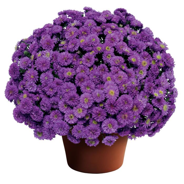 Aster Henry III Pink Quart