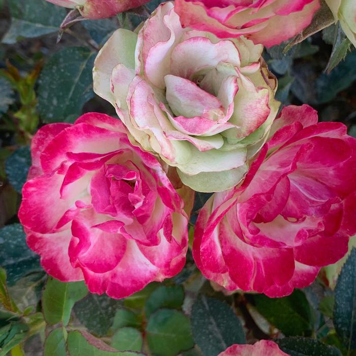 Tea Rose Enchanted Peace Hybrid 3 Gal