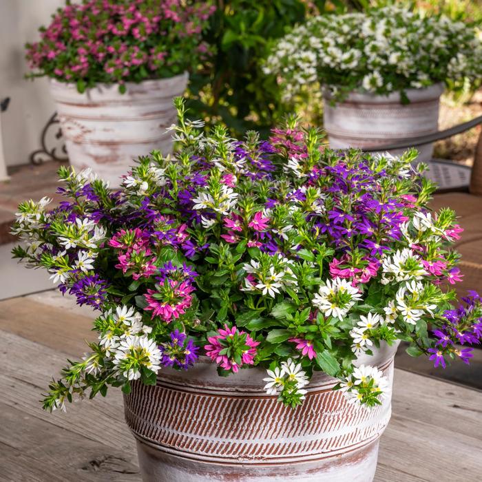 Scaevola Surdiva Fashion Pink Quart